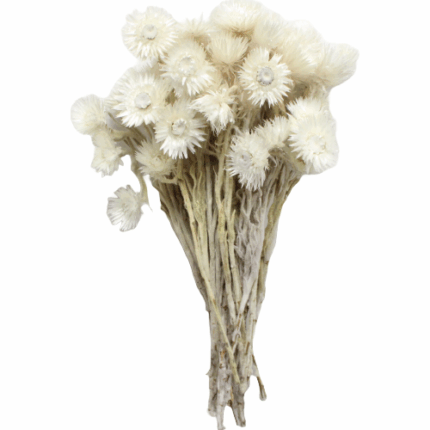 Dried Helichrysum Natural holl