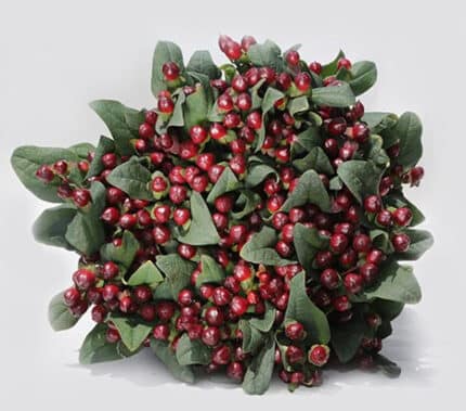 Hypericum RockyRomance 50cm f.