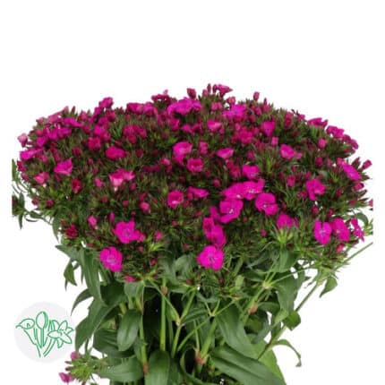 Dianthus HotPink gr valley