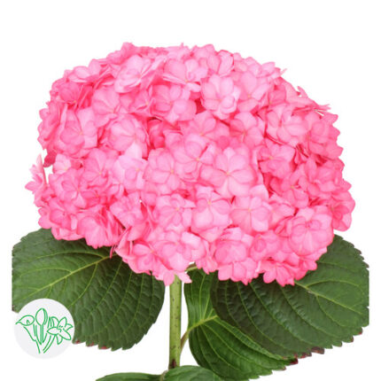 Hydrangea Adora holl(STEM)