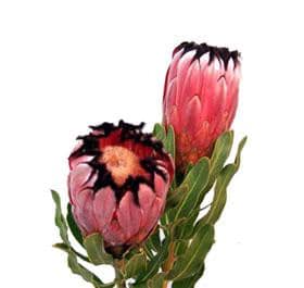 Protea PinkMink ov(st)