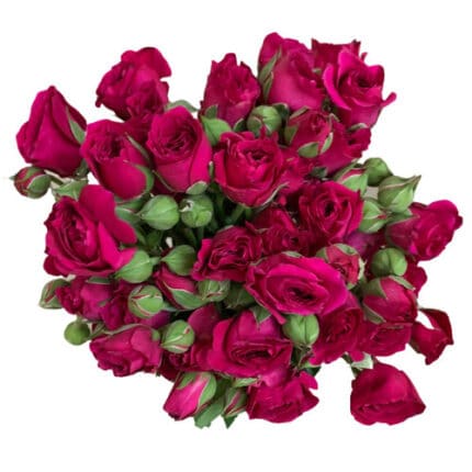 RoseSpray HotPurple triology