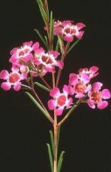 Waxflower asst cont fl