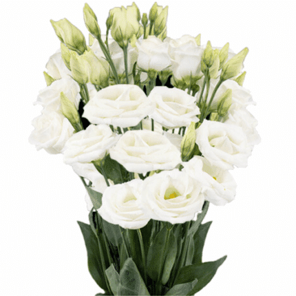 Lisianthus White canada