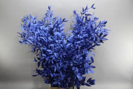 Italian Ruscus Blue holl
