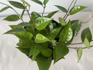 6" Hoya Black Margin