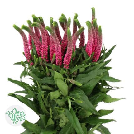 Veronica Iselle holl pink