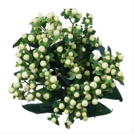 Hypericum Pacific White 60cm h