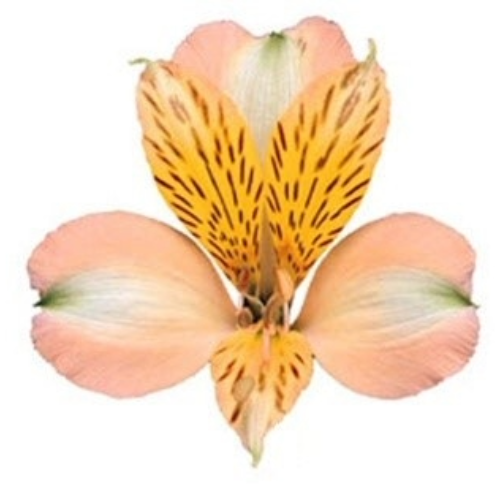 38c154f0-0365-41d3-85a1-3bb39983fdd0.png Alstro Peach golden sel - Image 1