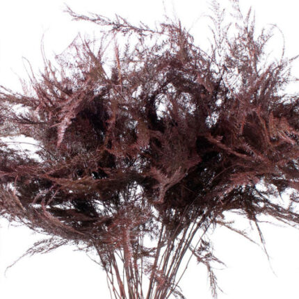 Asparagus Feather Bordeaux hol