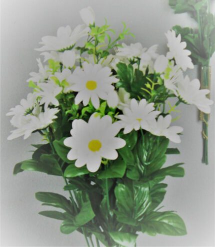 Daisy mixed white bush x14