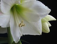 Amaryllis mont blanc(st)holl