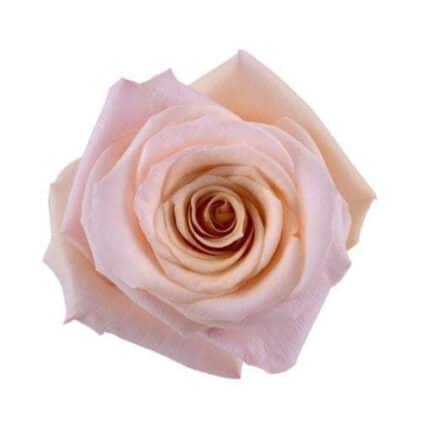 Rose Mother Of Pearl 80cm rpri