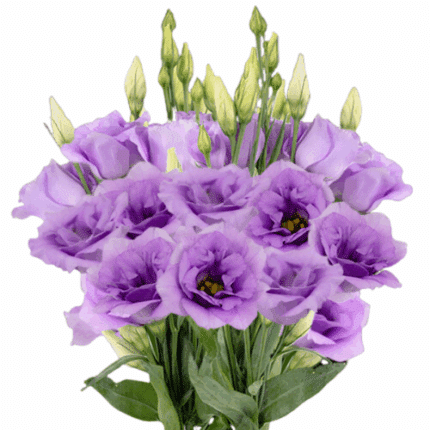 Lisianthus Lavender can.