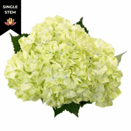 Hydrangea Mojito rfi(STEM)
