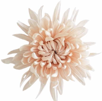 Mum Delistar Gabriela sole