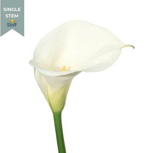 3966f657-4328-4392-885b-d2c7fcd10ab0.png Calla White f.c.(STEM) - Image 1