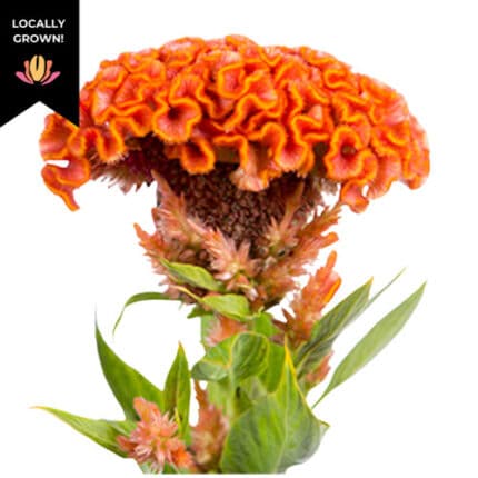 Coxcomb Orange cramer