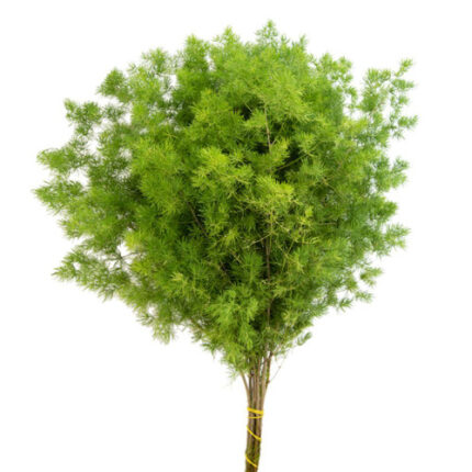 Fern Ming