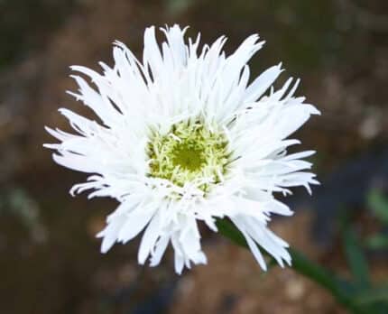 NOVELTY POM SNOWDRIFT(WHITE)