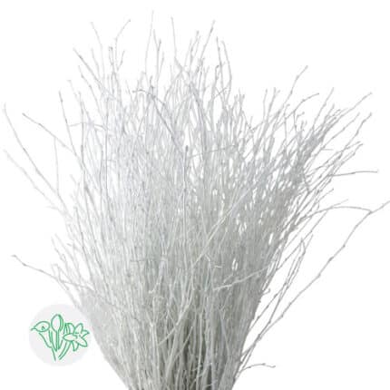 Dried Pendula White Preserved