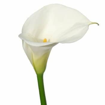 Calla White Art holl