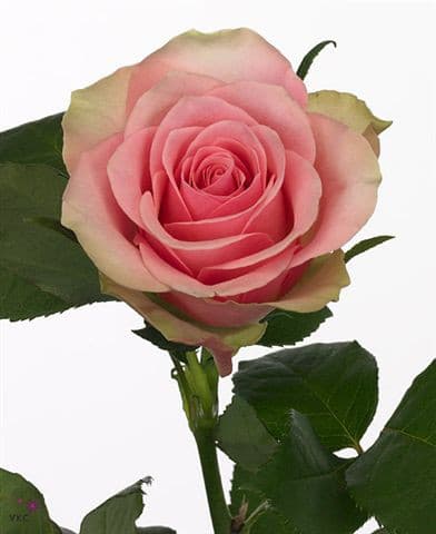 Rose Labelle 40/50cm  ecuanros