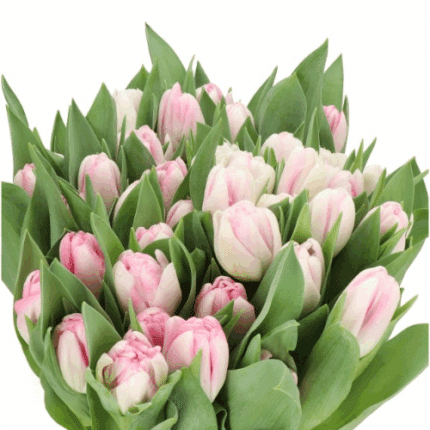 Tulip Double Obsession holl ex