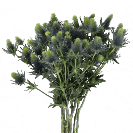 Eryngium Snova 50cm holl 10st
