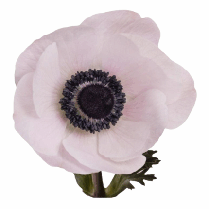 Anemone Pastel flboard