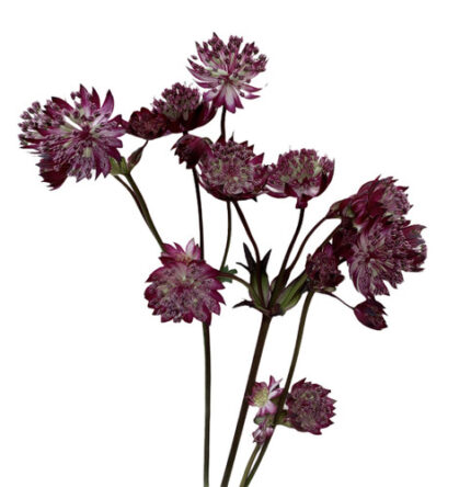 Astrantia Purple Rain holex