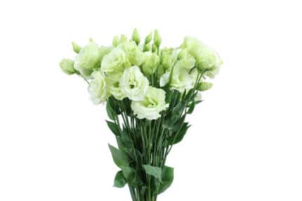 Lisianthus Green triple bl avi