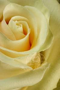 TALEA (peach) 50 rfi