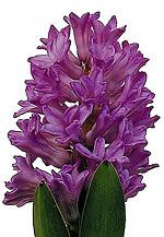 HYACINTH s.v. lav