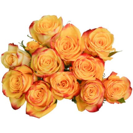 Rose Tutti Frutti 60cm naranjo