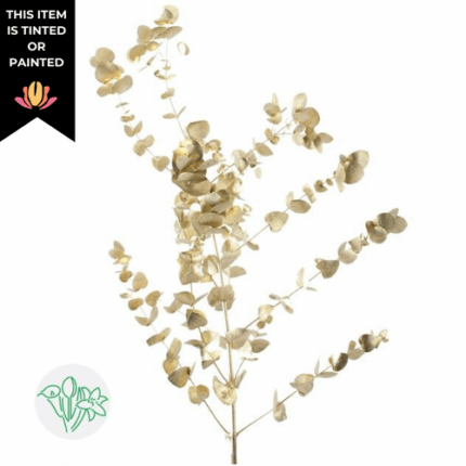 Dried Eucalyptus Cinerea Gold