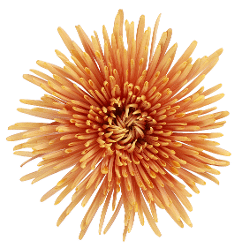 Mum Delistar Tamarindo sole