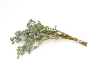 Eucalyptus Pods SilverDollar fbi