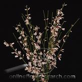 GINESTRA dk pink mellano
