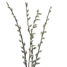 P.Willow French Petite 5-6'(5st)