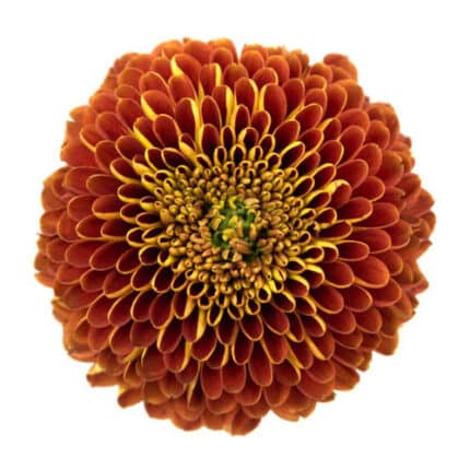 Mum Disbud Orange bella