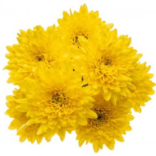 3a275081-ee0c-473d-80c0-86fd97cf073f.png Pom Cushion Soleado(Platinum)Y - Image 1