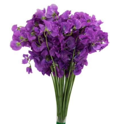 Sweet Pea Purple Japan holex