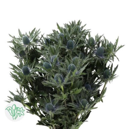 Eryngium Snova Questar 60cm(10st)
