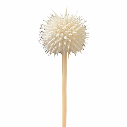 Dried Leonotis Bleached holl(STEM)