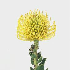 Pins Yellow sole(STEM)