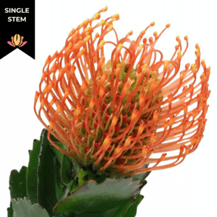 Pins Tiara bella (stem)