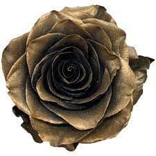 Rose Tobacco 50cm florecal