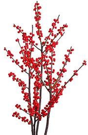 ILEX org (5)kramer24-36"