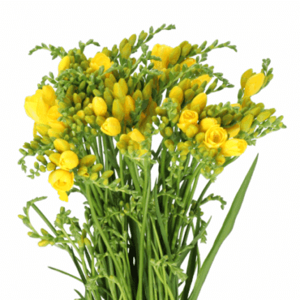 Freesia Serrada holl